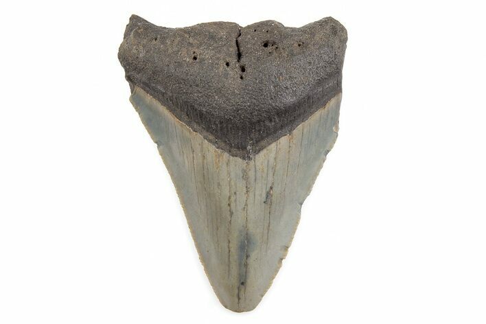 Serrated, Juvenile Megalodon Tooth - North Carolina #196030